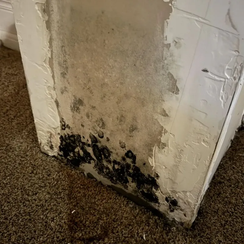 Professional Mold Removal in Morristown, TN